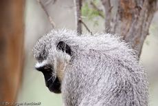 Grüne Meerkatzen (18 von 67).jpg